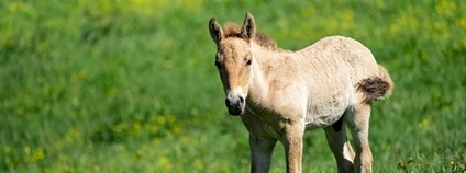 Foto: Oliver Le Que Zoo Praha