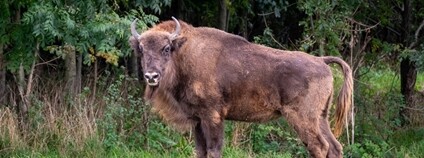 Zoo Praha vypustila zubry do Dolních Počernic. Foto: Oliver Le Que Zoo Praha