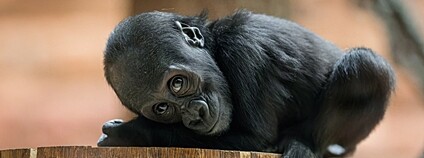 Mobi slaví jeden rok Foto: Petr Hamerník Zoo Praha