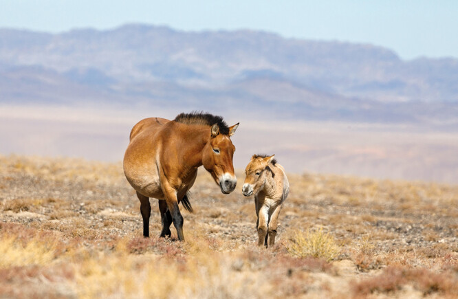 Koně Převalského se úspěšně vrátili do západního a středního Mongolska. Chystaný projekt se zaměří na východ země.