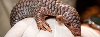 Mládě luskouna narozené v pražské zoo. Foto: ZOO Praha