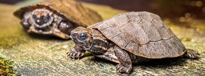 Želvy záhadné Foto: Zoo Praha