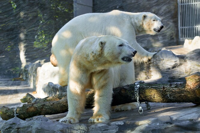 Lední medvědi Aleut (vpředu) a Gregor (vzadu) se seznamují se svým novým domovem. V Zoo Varšava tak nyní mohou zahájit nutnou rekonstrukci tamní expozice. Foto Petr Hamerník, Zoo Praha