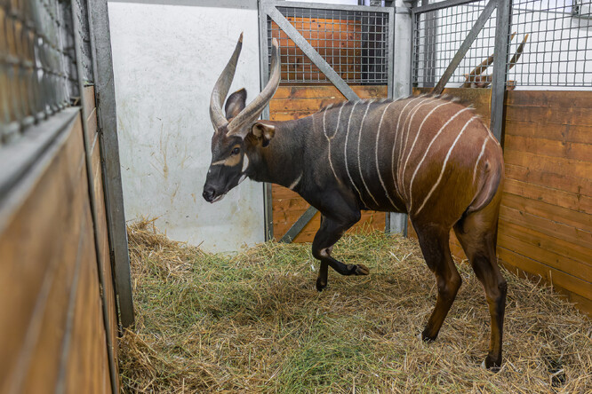 Pražský samec bonga horského Mau před odjezdem do Safari Parku Dvůr Králové.