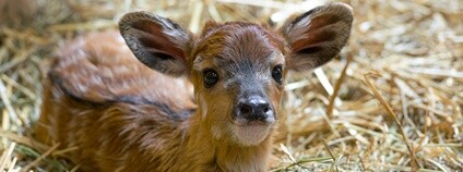 Antilopa sitatunga západoafrická Foto: Petr Hamerník Zoo Praha