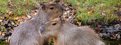 Kapybary v pražské zoo Foto: Zoo Praha