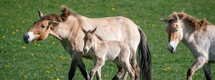 Boom hříbat koní Převalského v Dolním Dobřejově Foto: Zoo Praha