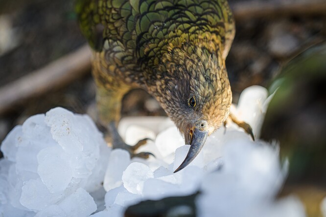 Vysokohorští papoušci nestoři kea z Nového Zélandu vždy nadšeně přeskupují jednotlivé kostky ledu.