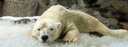 Lední medvěd s ledem Foto: Zoo Praha