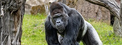 Gorilí samec Richard v pražské zoo Foto: Zoo Praha