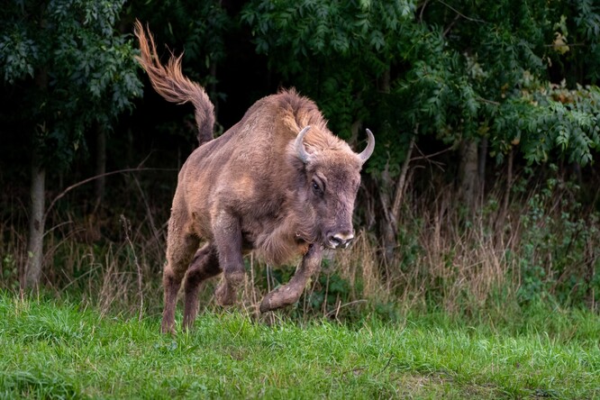 Zubři si nový výběh náležitě užívají.