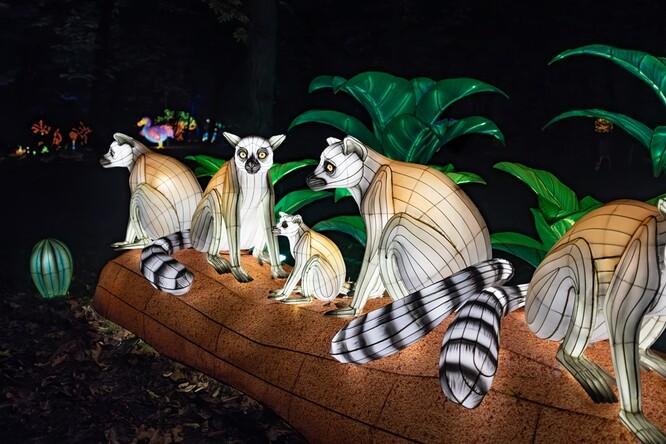 Na výstavě se rozsvítí i rodina madagaskarských lemurů kata.