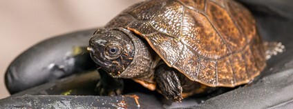 Orlicie bornejská Foto: Petr Hamerník Zoo Praha