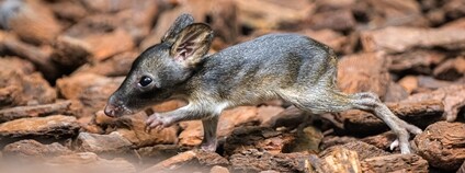 Klokánek krysí Foto: Zoo Praha