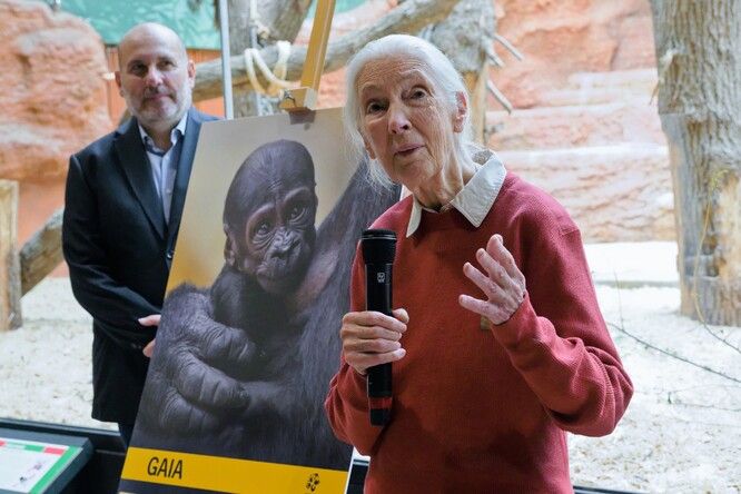 Výběr jména má dva důvody. "Gaia znamená matka země," řekla Goodallová. Druhým důvodem pro výběr tohoto jména byl šimpanz jménem Gaia, kterého se svým týmem zkoumá v Africe.