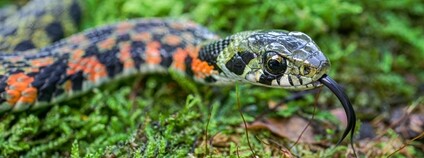 Užovka tygří Foto: Petr Hamerník Zoo Praha