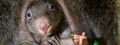 Foto: Petr Hamerník Zoo Praha