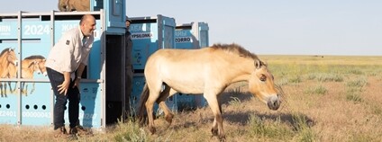 Zeta II vybíhá z přepravního boxu do aklimatizační ohrady. [0] Václav Šilha Zoo Praha