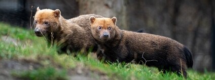 Štěňata psů pralesních Foto: Zoo Praha