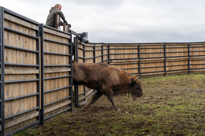Vypuštění samice Grebelle, která přijela z belgického Reserve d’Animaux Sauvage v Han-sur-Lesse.