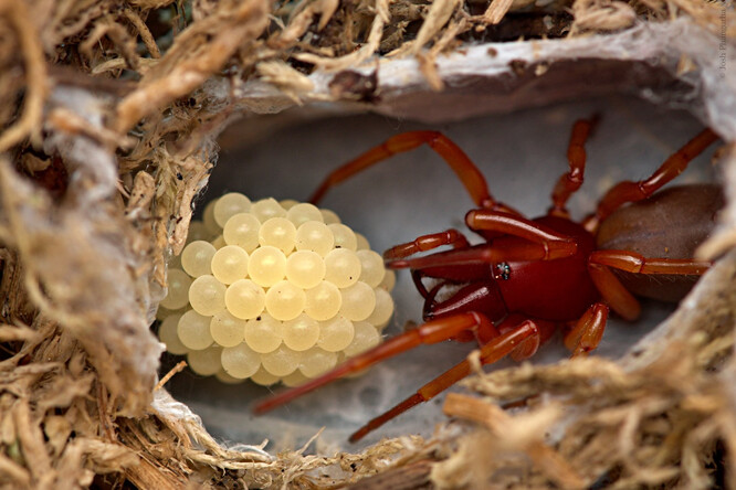 Pavouk šestiočka se snůškou vajíček, kterou samice hlídá v pavučinovém zámotku.