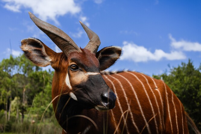 Portrét jednoho z nejohroženějších velkých savců planety, bonga horského, pořízený v Keni.