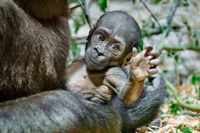Druhé letos narozené mládě gorily nížinné v Zoo Praha, které dnes dostalo jméno Gaia. Genetické testy potvrdily domněnky chovatelů, že jde o samičku.