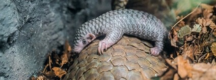 Malou Connie mohou v těchto dnech návštěvníci zastihnout na hřbetě či ocase své matky Run Hou Tang. Foto: Petr Hamerník Zoo Praha