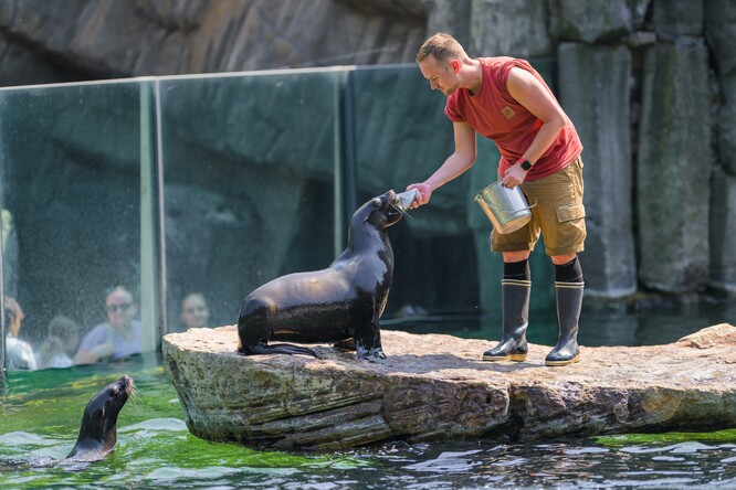 Lachtani jihoafričtí dostali mražené sledě po svém pravidelném veterinárním tréninku.