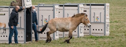 V ohradě na západě Prahy jsou ode dneška k vidění koně Převalského Foto: Petr Hamerník Zoo Praha