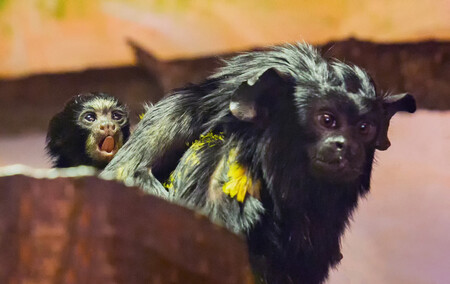Tamarín žlutoruký (na obrázku) je černě zbarvený s mramorovaným hřbetem a se žlutými až oranžovými konci rukou a nohou. Je považován za výborného skokana, dokáže skočit na zem z výšky až 20 metrů. Dvojčata tamarína žlutorukého se v zoo narodila na konci srpna.