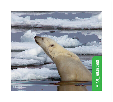 První film z cyklu Wild Edens se zaměřuje na faunu a flóru v jedinečných lokalitách Ruska. Divákům představuje obyvatele pohoří Altaj, poloostrova Kamčatka a Arktidy, kteří žijí pouze v této oblasti a které ohrožuje změna životního prostředí. / Snímek z filmu Wild Edens - Russia