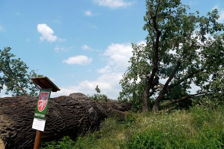 Padl 700 let starý dub letní (na obrázku), který údajně pamatoval i Jana Žižku z Trocnova, táhnoucího se svým vojskem na Plasy.