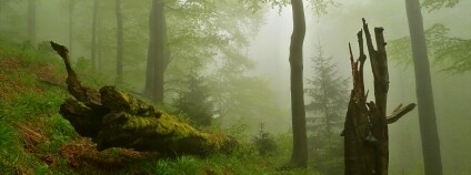 Foto: Nadace Ivana Dejmala