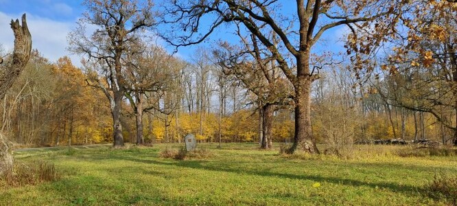 Lužní les je podmáčený les s vysokou hladinou podzemní vody