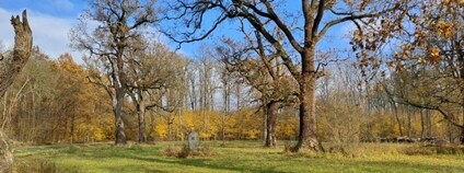 Lužní les Foto: Lesy ČR