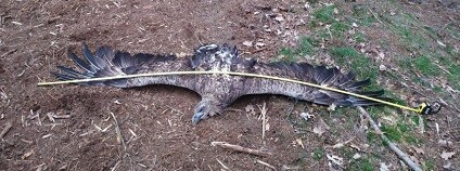 foto: www.birdlife.cz