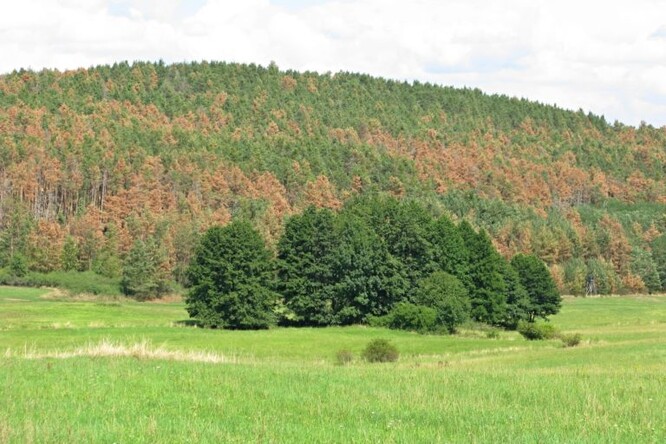 Plošné odumírání borovice lesní v důsledku extrémních teplot a sucha (Příbramsko, srpen 2023).