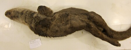 Mrtvá vydra říční na pitevním stole. V těle měla 11 broků.