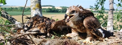 Hnízdo orla královskými se dvěma mláďaty Foto: Hynek Matušík ČSO
