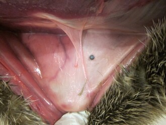 Nález jednoho z broků pod kůží.