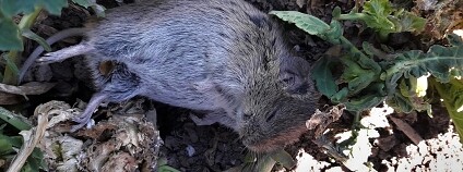 Foto: Klára Hlubocká / Česká společnost ornitologická