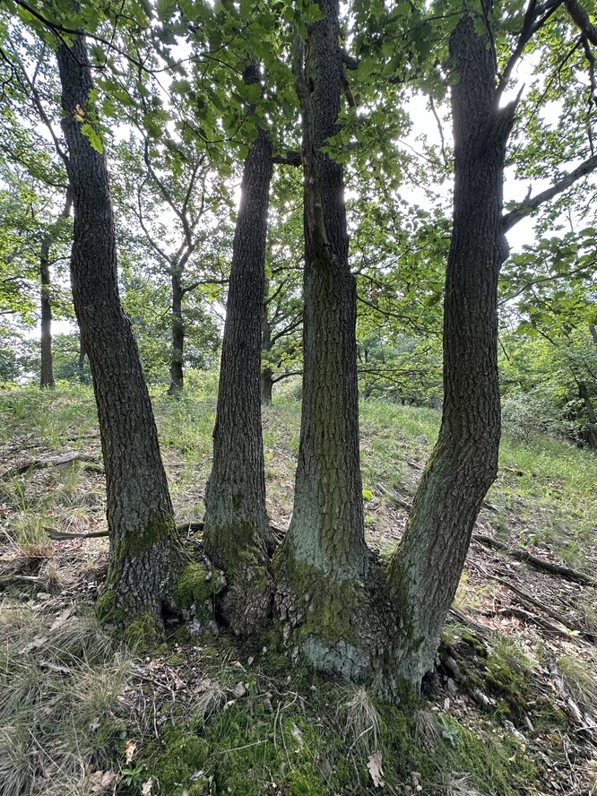 
Polykormon dubu z bývalé pařeziny  (kopec Bukovina u obce Hlína, 2024).