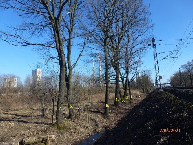 Duby v Bohumíně, které chce Správa železnic vykácet, odbor životního prostředí ale nesouhlasí.