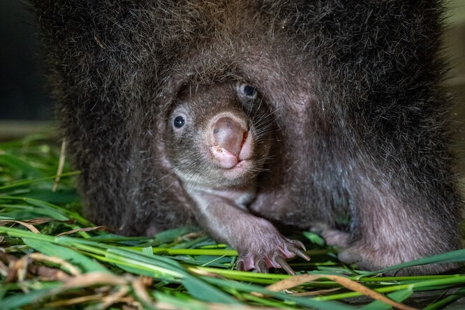 Vombat obecný je nejbližším příbuzným koaly, obývá Tasmánii a vlhčí oblasti Austrálie.