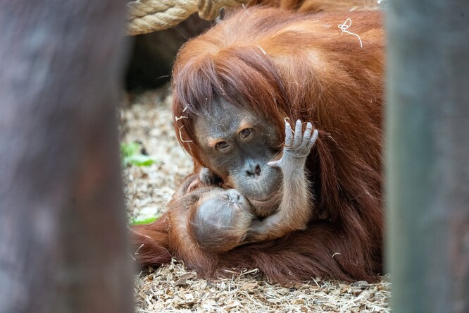 Samice orangutana sumaterského Diri se svým mládětem.