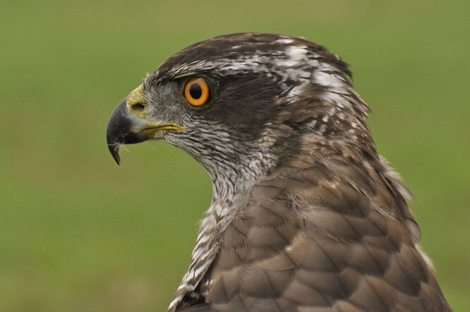 Jestřáb lesní je stejně jako ostatní dravci teritoriálním druhem. Vzhledem ke způsobu života je pro jeho přítomnost důležitá druhová skladba a struktura lesního porostu, který by měl být vysoký, starší a s dostatkem podrostu, což nabízí pro tohoto dravce ideální lovecké podmínky.