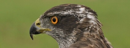 Foto: MENDELU