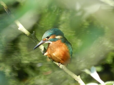 Ledňáček říční Ledňáček říční