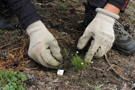 Kuřička hadcová je světovým endemitem - na celém světě roste pouze na dvou místech na Podblanicku.